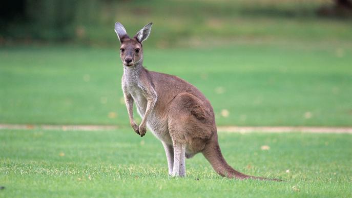 Tìm hiểu về đất nước Úc xinh đẹp mến khách
